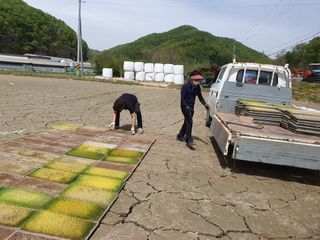 김종은님의 벼 · 자유게시판 작성글 사진