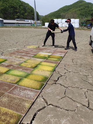 김종은님의 벼 · 자유게시판 작성글 사진