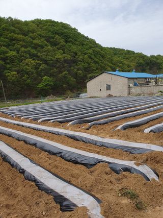 김종은님의 참깨 · 자유게시판 작성글 사진
