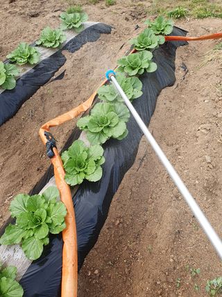 김종은님의 배추 · 파종•정식 작성글 사진