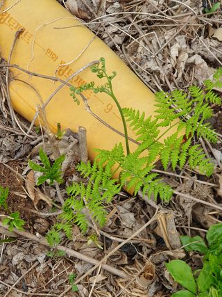 김종은님의 배추 · 파종•정식 작성글 사진