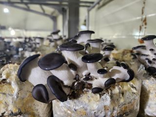 버섯스토리님의 버섯 · 일상 작성글 사진