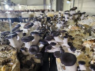 버섯스토리님의 버섯 · 일상 작성글 사진