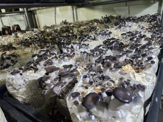 버섯스토리님의 버섯 · 일상 작성글 사진