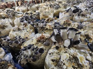 버섯스토리님의 버섯 · 일상 작성글 사진