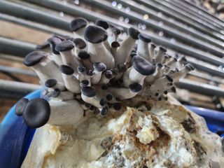 버섯스토리님의 버섯 · 일상 작성글 사진