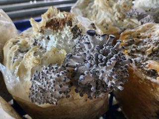 버섯스토리님의 버섯 · 일상 작성글 사진