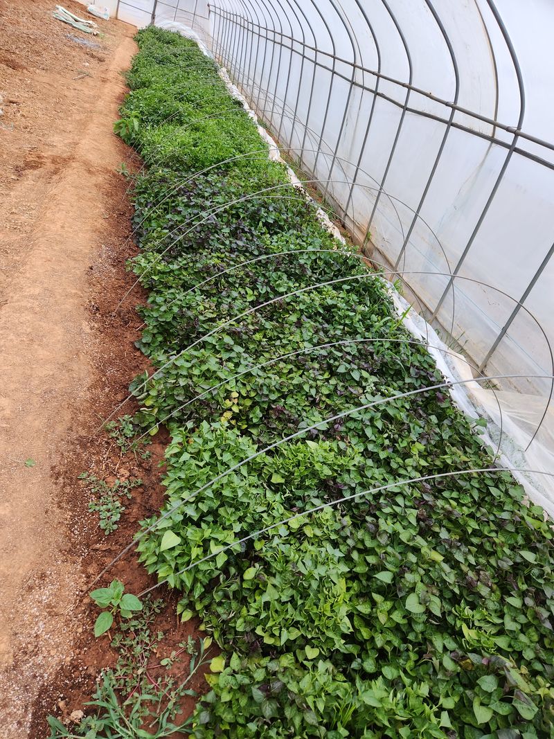 장터 상품 [호박.지율미.하루까 고구마순100개.한다발] 썸네일