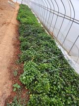 팜모닝 · 게시글 이미지