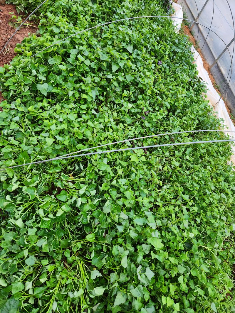 최승일님의 장터 판매 상품 [호박.지율미.하루까 고구마순100개.한다발] 첨부 사진