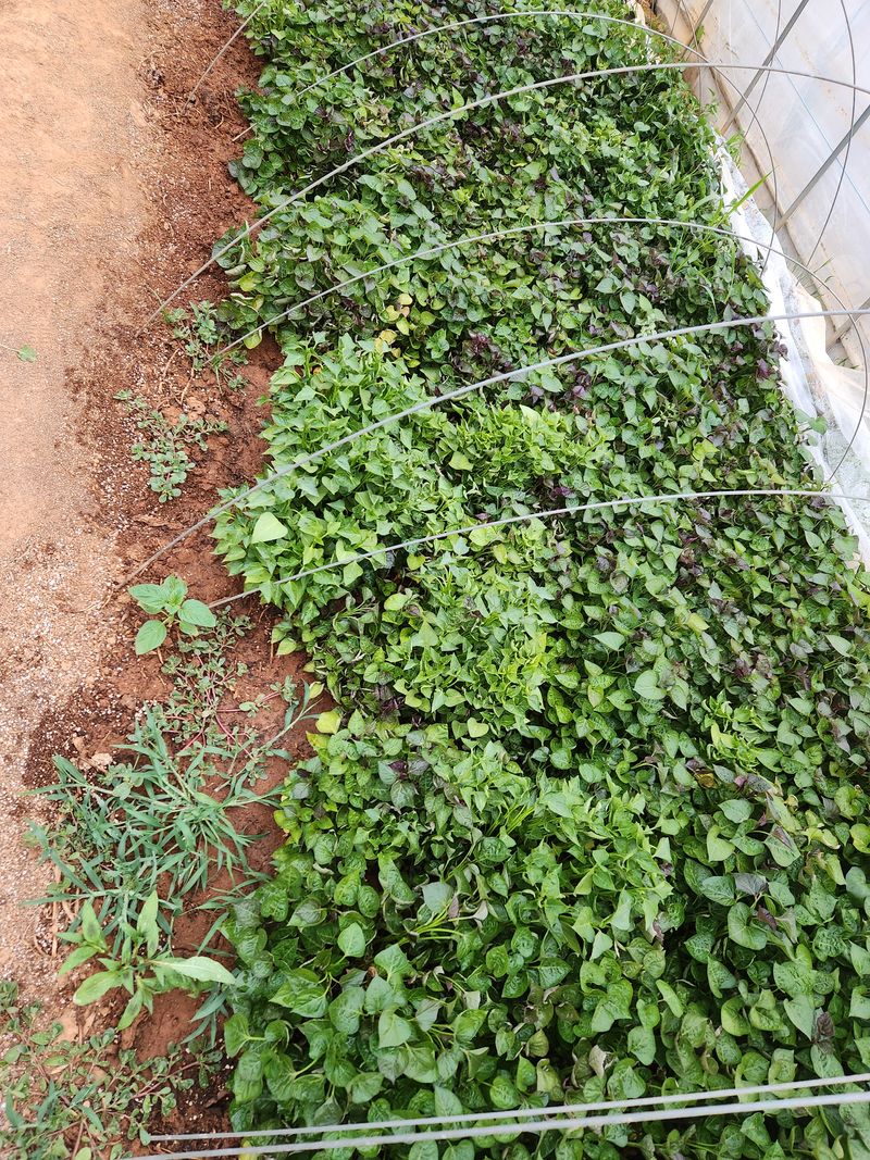 최승일님의 장터 판매 상품 [호박.지율미.하루까 고구마순100개.한다발] 첨부 사진