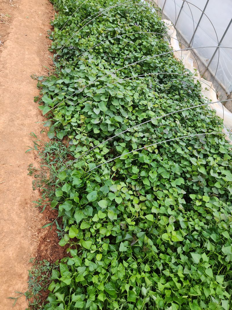 최승일님의 장터 판매 상품 [호박.지율미.하루까 고구마순100개.한다발] 첨부 사진