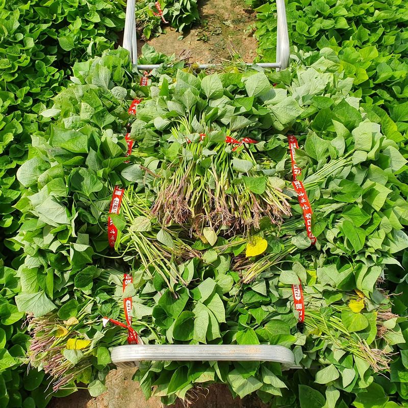 김동수님의 장터 판매 상품 [익산 1대 고구마모종 1단(95~100주) 🌱🍠👍] 첨부 사진