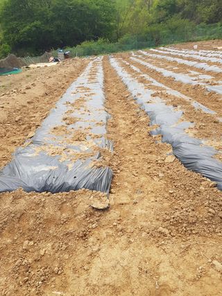 김건호님의 고추 · 일상 작성글 사진