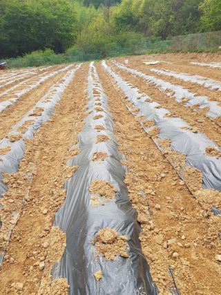 김건호님의 고추 · 일상 작성글 사진