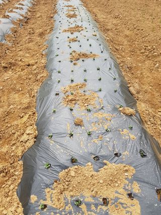 김건호님의 고추 · 일상 작성글 사진