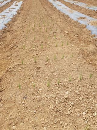 김건호님의 고추 · 일상 작성글 사진