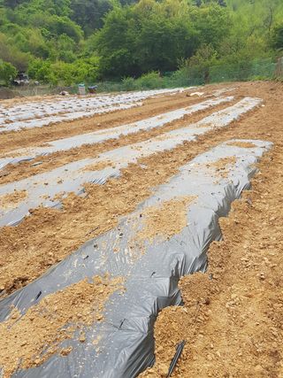 김건호님의 고추 · 일상 작성글 사진