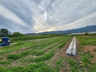 포항태추감님의 감 · 자유게시판 작성글 사진