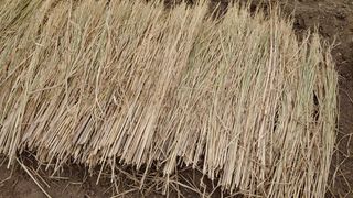 이용일님의 기타작물 · 자유게시판 작성글 사진