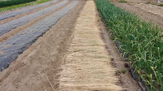 이용일님의 기타작물 · 자유게시판 작성글 사진