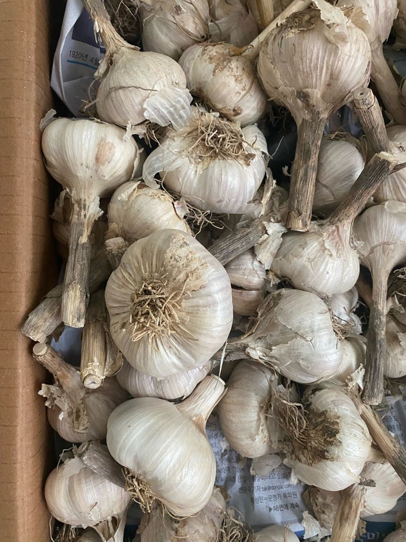 영천황마늘님의 장터 판매 상품 [ 2025년 홍산마늘 5kg   판매 ] 첨부 사진