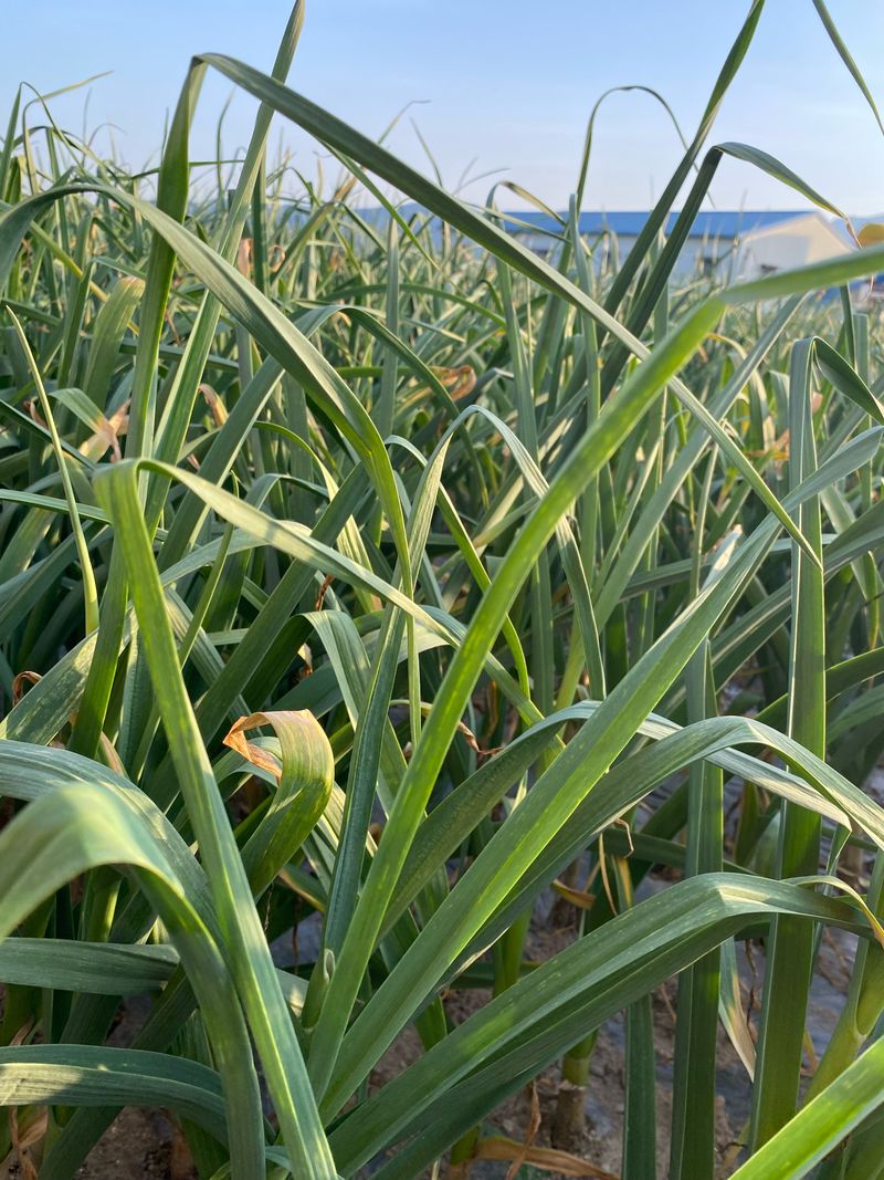 영천황마늘님의 장터 판매 상품 [ 2025년 홍산마늘 5kg   판매 ] 첨부 사진