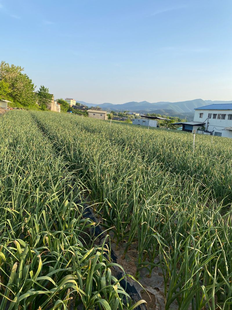 영천황마늘님의 장터 판매 상품 [ 2025년 홍산마늘 5kg   판매 ] 첨부 사진