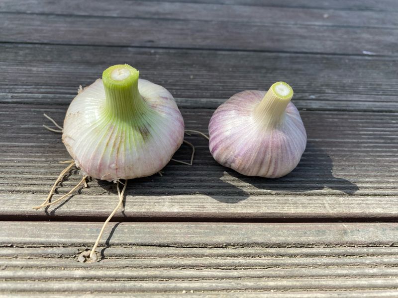 영천황마늘님의 장터 판매 상품 [ 2025년 홍산마늘 5kg   판매 ] 첨부 사진