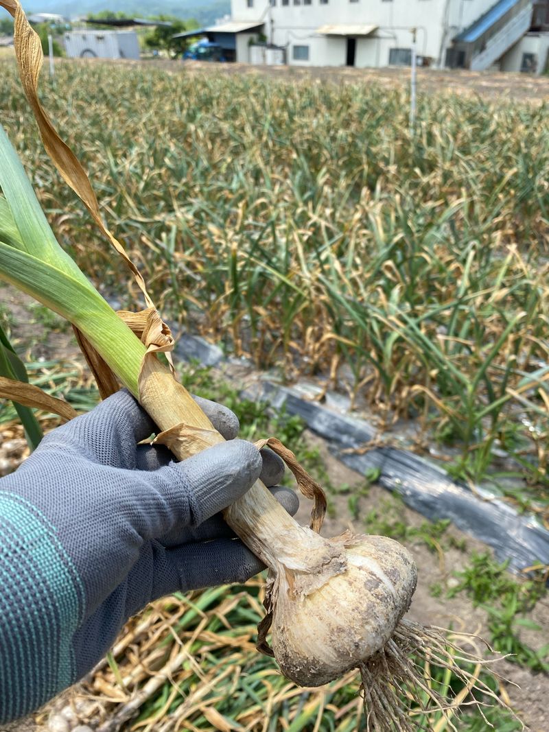 장터 상품 [ 2025년 홍산마늘 5kg   판매 ] 썸네일