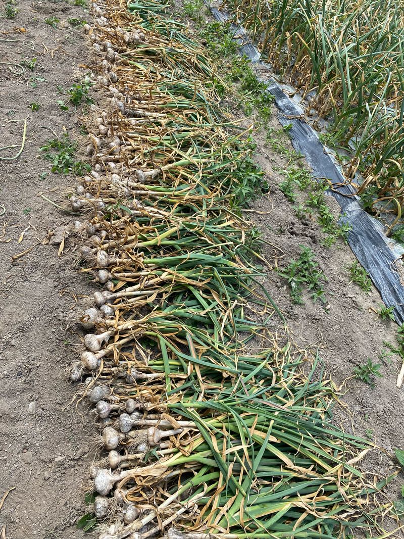 영천황마늘님의 장터 판매 상품 [ 2025년 홍산마늘 5kg   판매 ] 첨부 사진