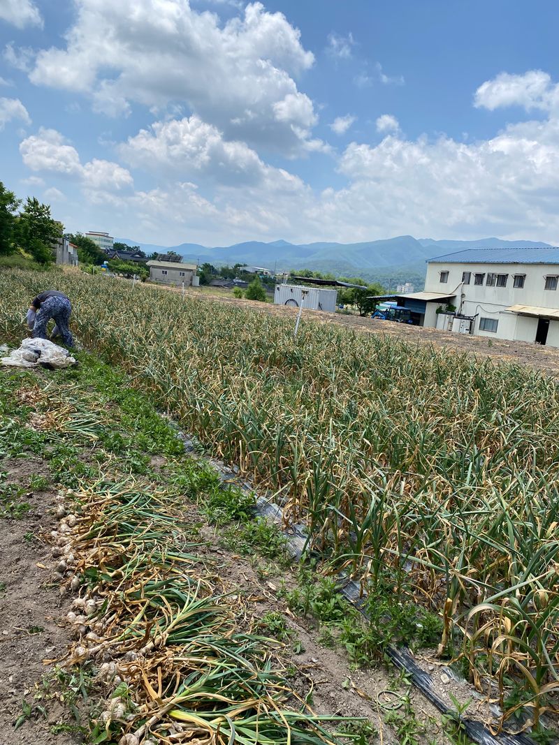 영천황마늘님의 장터 판매 상품 [ 2025년 홍산마늘 5kg   판매 ] 첨부 사진