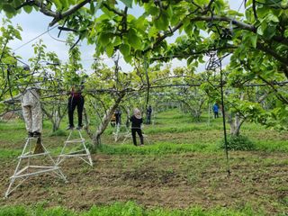 배농부(이레농원)님의 배 · 생장기 농작업 작성글 사진