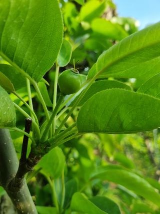 배농부(이레농원)님의 배 · 생장기 농작업 작성글 사진