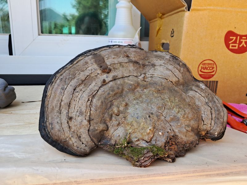 장터 상품 [씨생강 10kg 1box] 썸네일