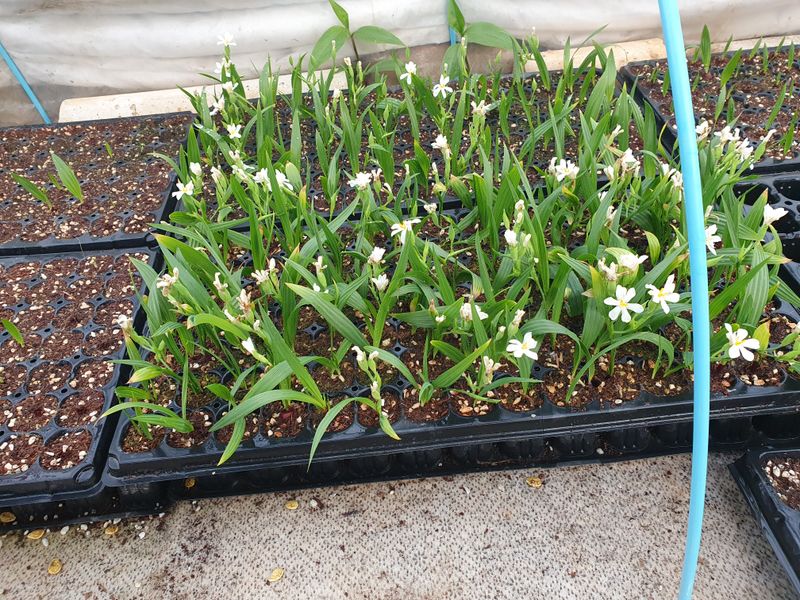 장터 상품 [마운틴양파 모종 한정판매(마감)] 썸네일