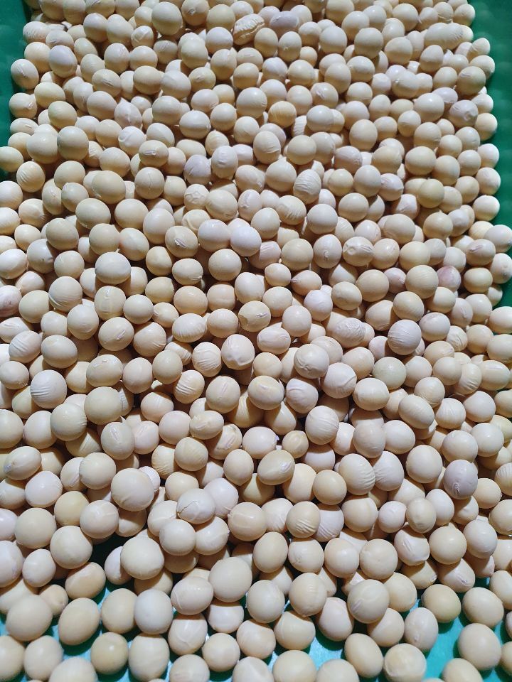 장터 상품 [토종 메주콩1kg=7.000원 10kg이상= 택비 무료] 썸네일