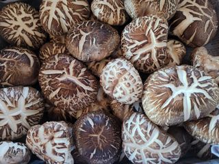 자연농원 순 강재옥님의 자유주제 · 자유게시판 작성글 사진