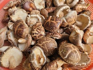 자연농원 순 강재옥님의 자유주제 · 자유게시판 작성글 사진