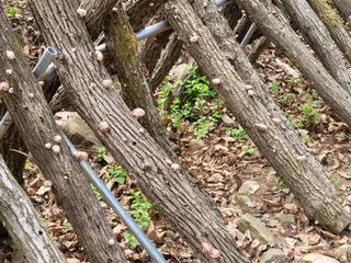 자연농원 순 강재옥님의 자유주제 · 자유게시판 작성글 사진