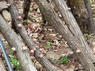 자연농원 순 강재옥님의 자유주제 · 자유게시판 작성글 사진