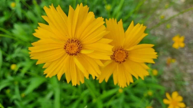 장터 상품 [금계국] 썸네일