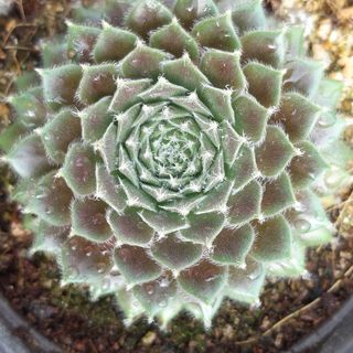 유경옥님의 기타작물 · 병해충상담 작성글 사진