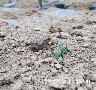 아기농부단야님의 기타작물 · 자유게시판 작성글 사진
