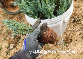 아기농부단야님의 기타작물 · 자유게시판 작성글 사진