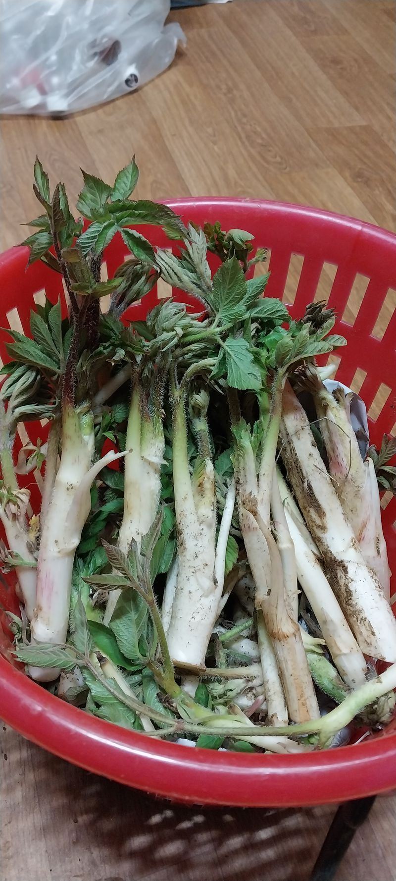 장터 상품 [땅두릅 (독활) 1Kg] 썸네일