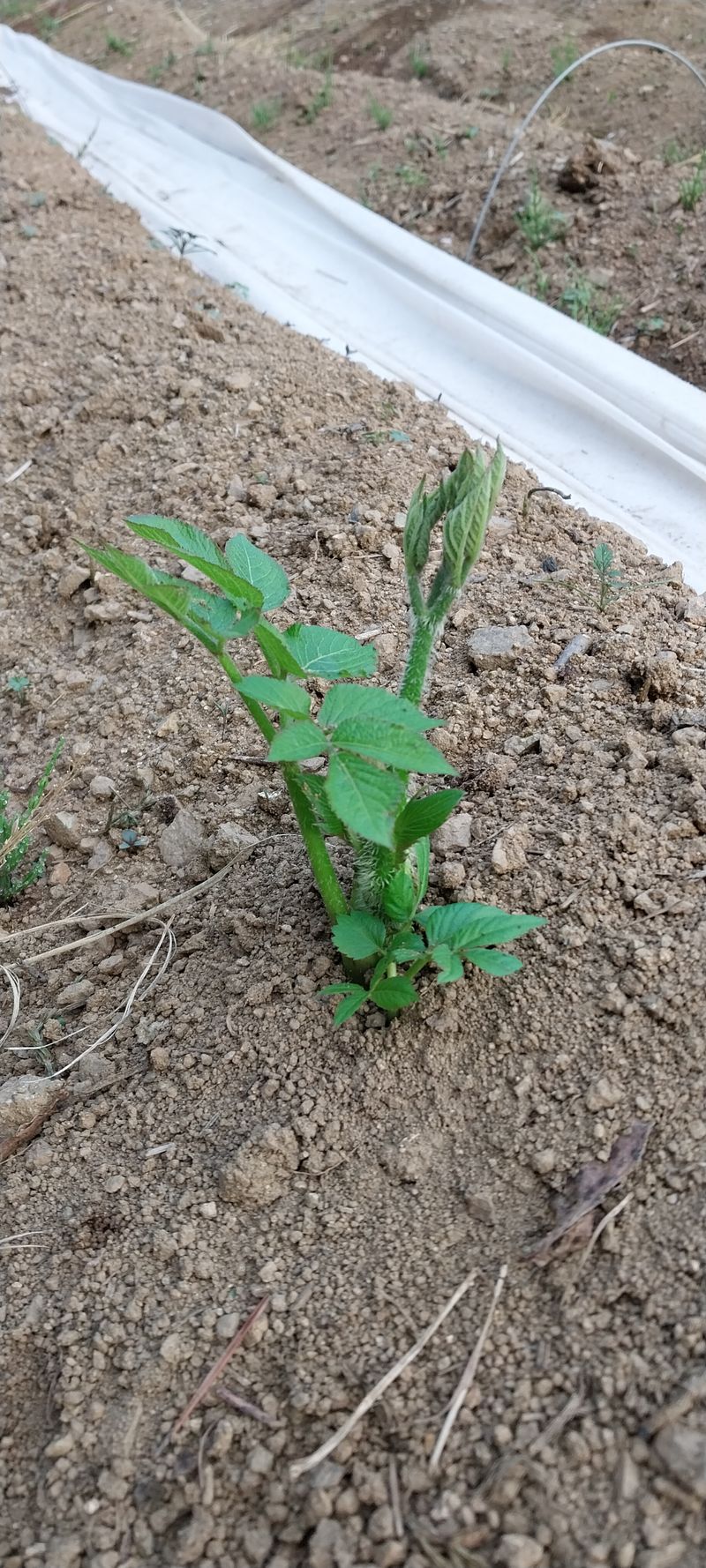 이일철 (조이산골)님의 장터 판매 상품 [땅두릅 (독활) 1Kg] 첨부 사진