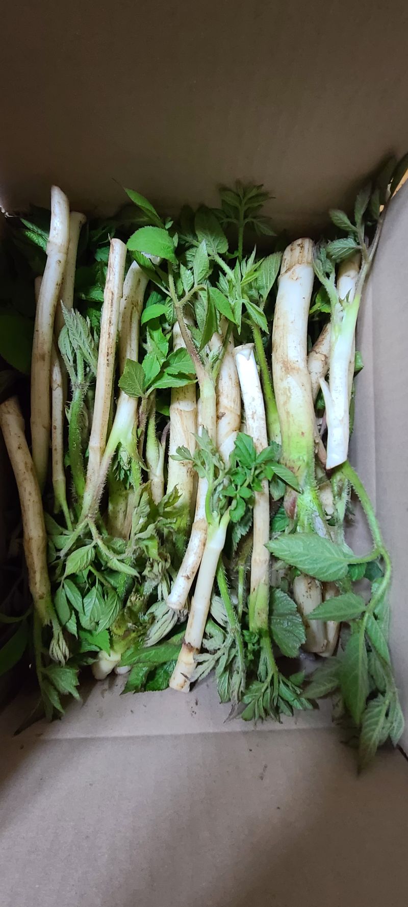 이일철 (조이산골)님의 장터 판매 상품 [땅두릅 (독활) 1Kg] 첨부 사진