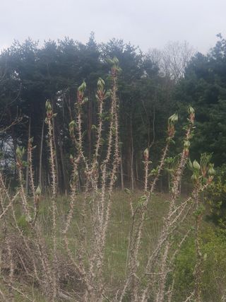 인생은 소풍처럼님의 두릅 · 일상 작성글 사진