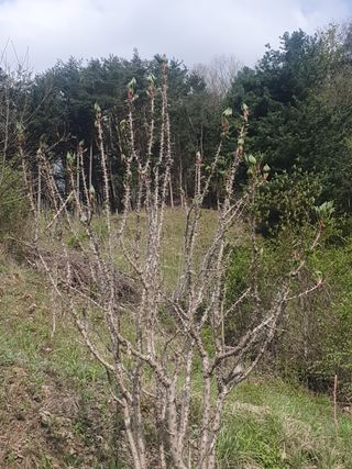 인생은 소풍처럼님의 두릅 · 일상 작성글 사진